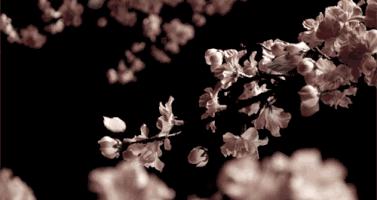petals on the wind GIF