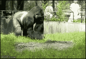 Animals Being Jerks Gorilla GIF