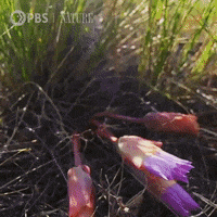 Pbs Nature Flowers GIF by Nature on PBS