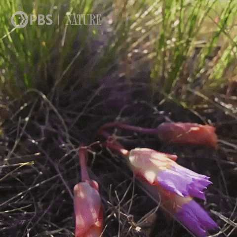 Pbs Nature Flowers GIF by Nature on PBS