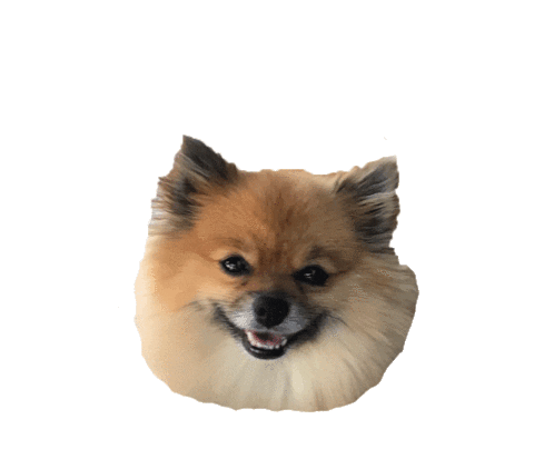 Cute Dog Sticker Tuna the Pom for iOS Android |