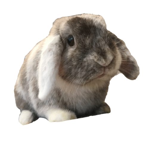 Better Life For Bunnies Sticker