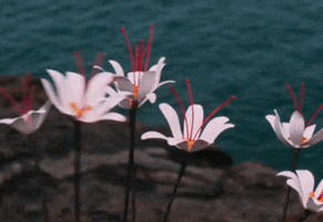 Flowers Plant GIF by NEON