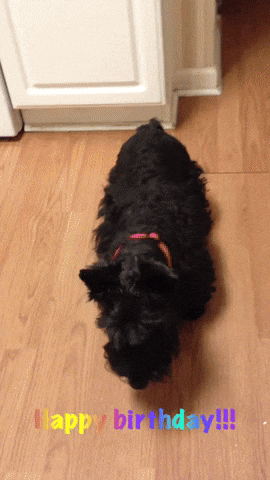 Happy Birthday Dog GIF