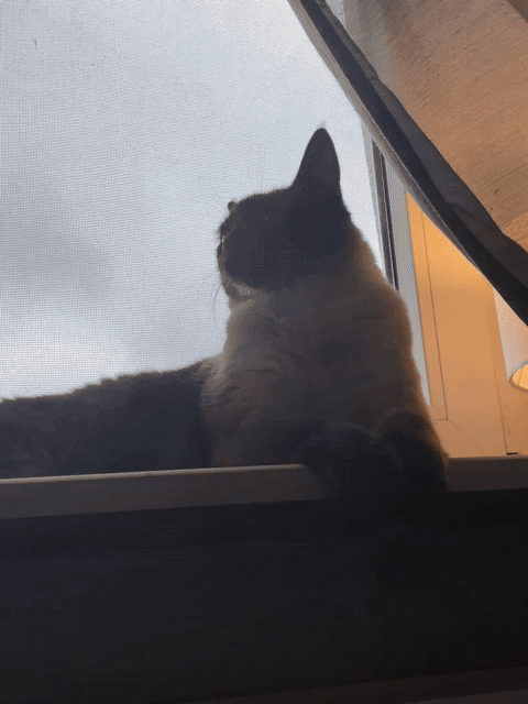 Cat GIF