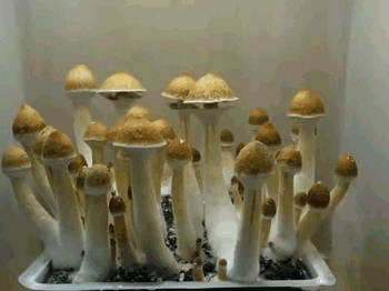 Fungi GIFs - Get the best GIF on GIPHY