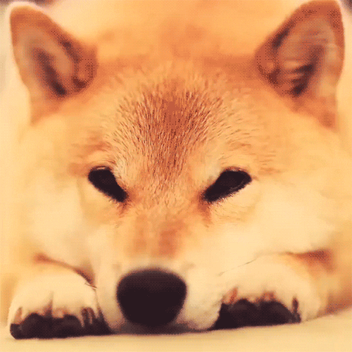 Download Doge Meme Dog Breed Png Gif Base