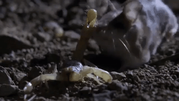 national geographic howling mouse GIF by Nat Geo Wild