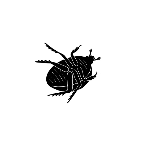 Insect Beetle GIF by Laurène Boglio