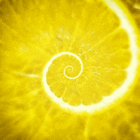 yellow loop GIF