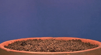 Plant Growing GIF - Find & Share on GIPHY