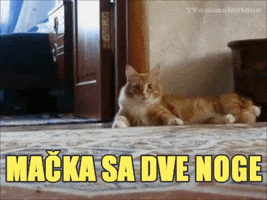 jovan  GIF