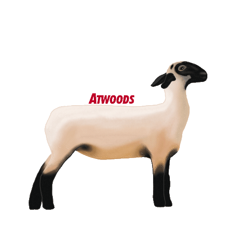 Sheep Lamb Sticker by Atwoods Ranch & Home Goods