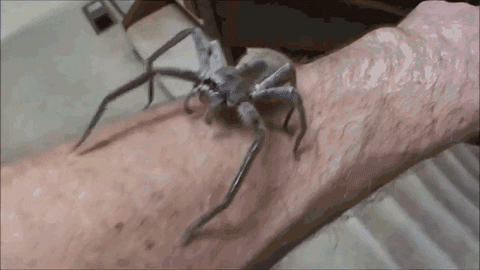 World Spiders GIF - Find & Share on GIPHY