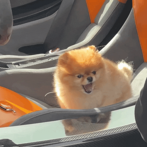 Cute Dog Pomeranian GIF