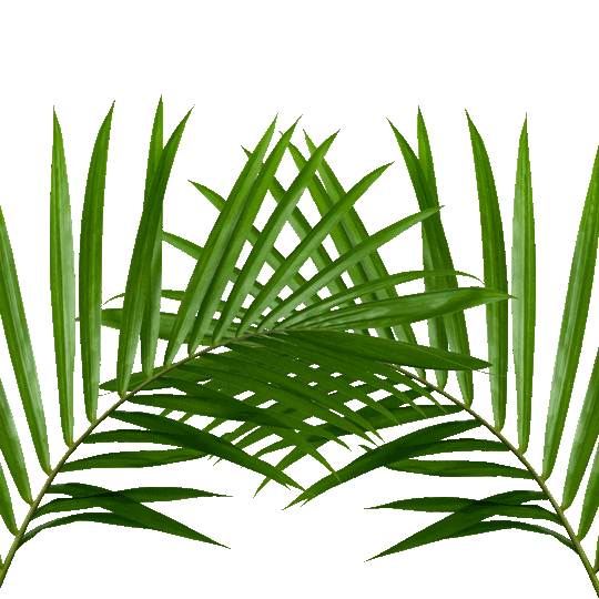 Musa Salon & Spa Sticker