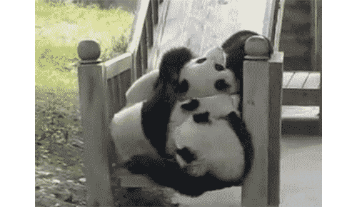 パンダがいっぱい 今日のgif