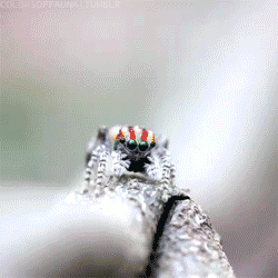 Video gif. Gray, fuzzy spider lifts its back legs and reveals a pretty, colorful circle over its head.