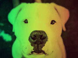 The Churchill Foundation GIF