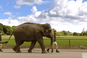 Elephants Walking Gifs Get The Best Gif On Giphy