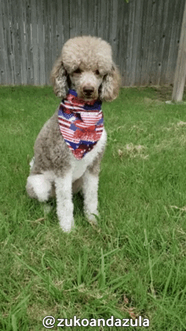 Poodle GIF by Geekster Pets