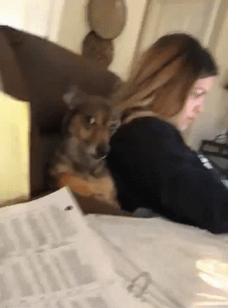 Awkward Dog GIF by swerk - Find & Share on GIPHY