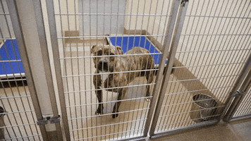 GIF por LifeLine Animal Project