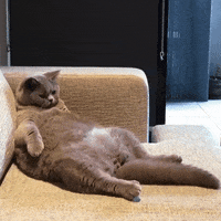 couch licking GIF