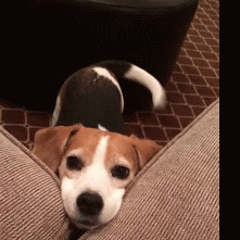 Tail Wag GIFs - Get the best GIF on GIPHY