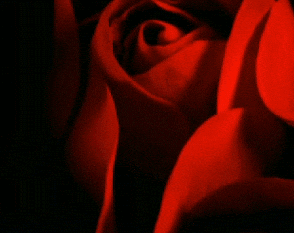giphy.gif?cid=3640f6095be0b7ff786a78386b