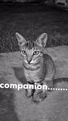 Son Companion GIF