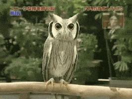 shocked owl GIF