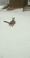 Cat Snow GIF by JustViral.Net