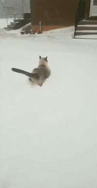 Angry Cat GIF by JustViral.Net - Find & Share on GIPHY