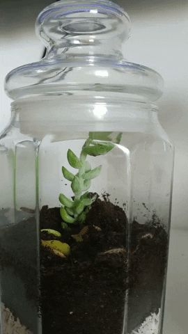 Bugs GIF
