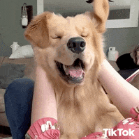 Happy Dog GIF by TikTok