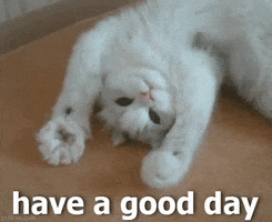 Cat Enjoy Your Day GIF by MOODMAN