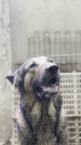 German Shepherd Sad Dog GIF