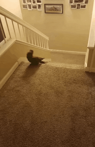 Jungle Chicken Dance GIF