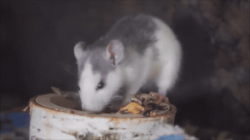 7 De Siete GIF