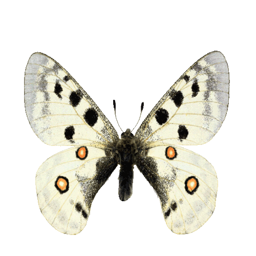 Butterfly Apollo Sticker