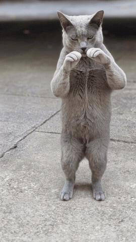Cat Greycat GIF by memoment