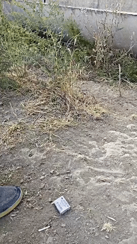 Aziz Zapal GIF