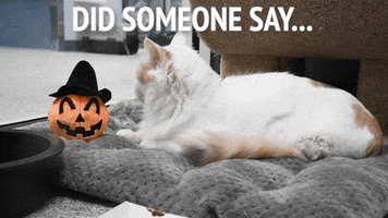 Pumpkin Spice Cat GIF by LifeLine Animal Project