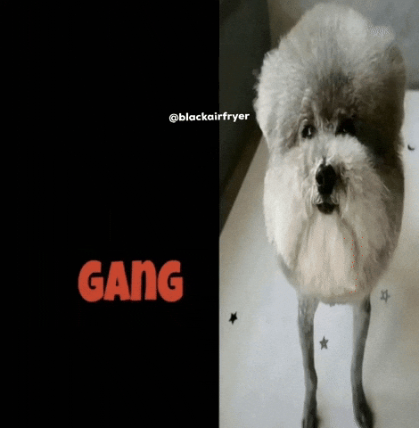 Gang Funny Dog GIF