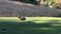 Golf Course Turkey Undeterred by Lunch That Bites Back