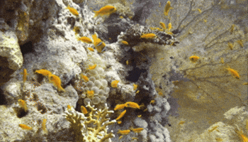 Red Sea Travel GIF