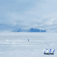 The Mountain Penguin GIF by Pudgy Penguins