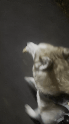 Mila GIF