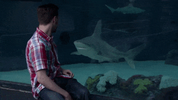 GiantSquidStudios shark aquarium giant squid shark encounter GIF
